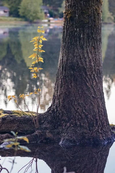 Корневое основание сосны, растущей из озера — стоковое фото