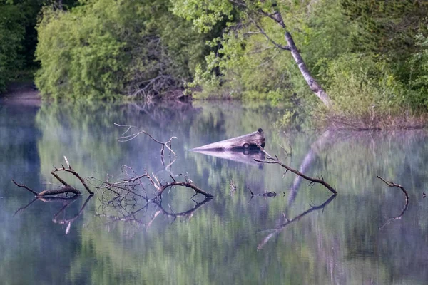 Summer lake with sticks reflected on the water — Stock Photo, Image