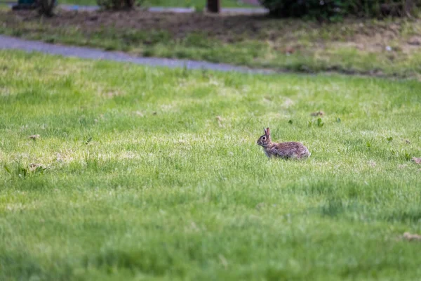 Liten ung grå kanin hoppar runt en feild — Stockfoto