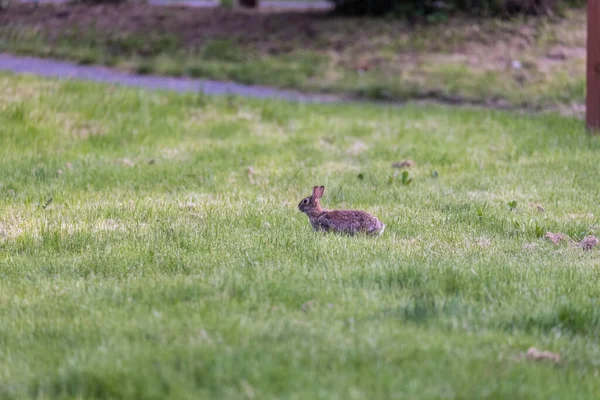 Pequeno coelho cinza jovem pulando em torno de um feild — Fotografia de Stock