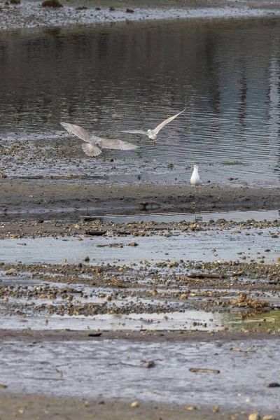 Twee meeuwen die bij eb over een zeebodem vliegen — Stockfoto