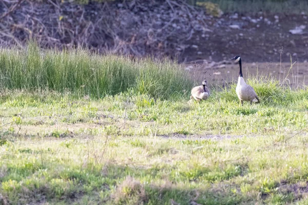 Пара канадских гусей в большом парке — стоковое фото