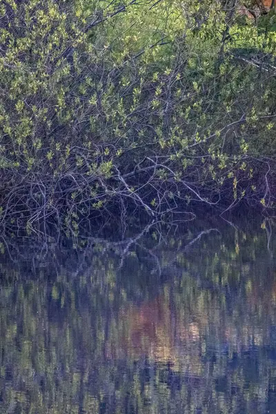 Stilles Wasser eines Sees mit dichten Büschen, die um ihn herum wachsen — Stockfoto