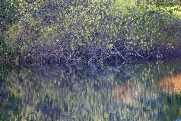 Stilles Wasser eines Sees mit dichten Büschen, die um ihn herum wachsen — Stockfoto