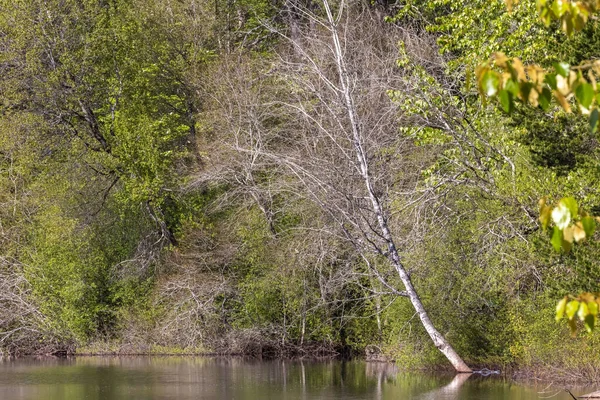 Única árvore nua inclinando-se sobre um lago — Fotografia de Stock