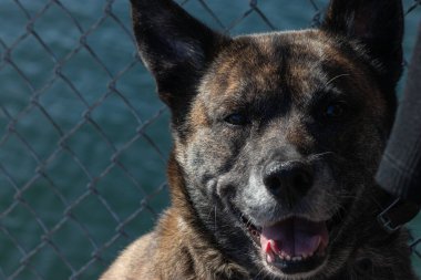 Büyük bir çoban köpeğinin oturduğu yere.