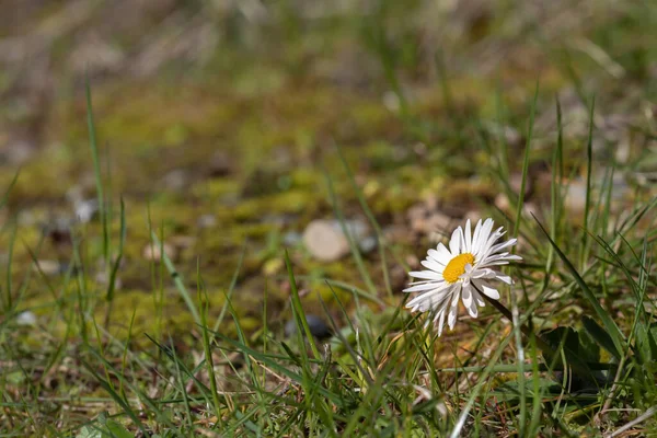 Divoké sedmikrásky rostoucí z trávy na jaře — Stock fotografie