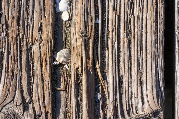 Törött kagylóhéj a deszka repedéseiben — Stock Fotó