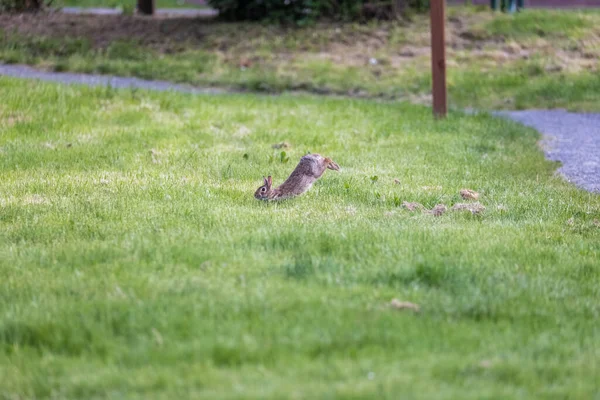 Pequeno coelho cinza jovem pulando em torno de um feild — Fotografia de Stock