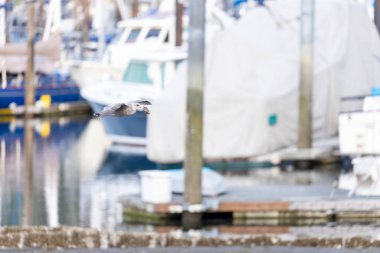 Martı ağzında yengeçle uçuyor.