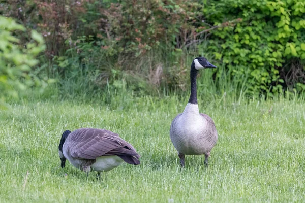 Par de gansos canadienses pastando en hierba en el parque natural —  Fotos de Stock