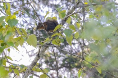 Ağacın tepesinde oturan sevimli gri sincap