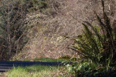 Yol kenarındaki kuru yeşil ve kahverengi eğreltiotu