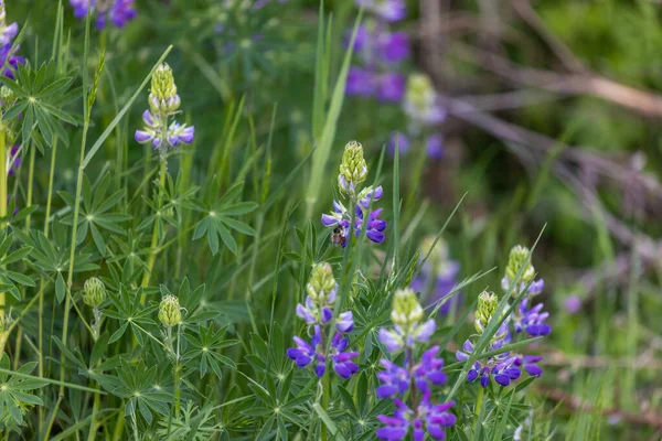 Flores de tremoço selvagens que crescem no início da primavera — Fotografia de Stock