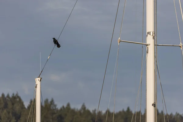 Две вороны летят над парусником, пристыкованным к вечеру — стоковое фото