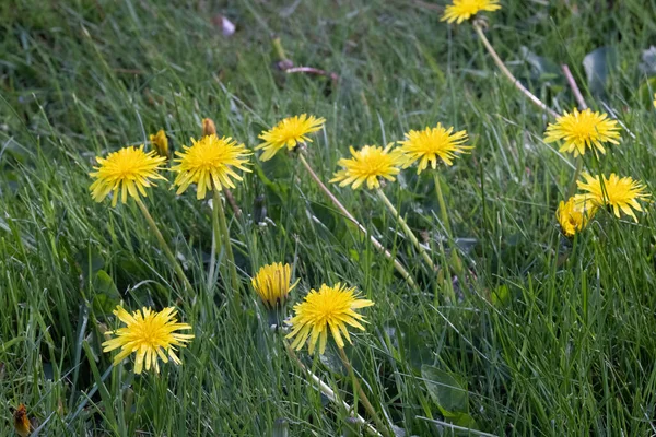 Jasně žluté pampelišky vyrůstající z trávníku — Stock fotografie