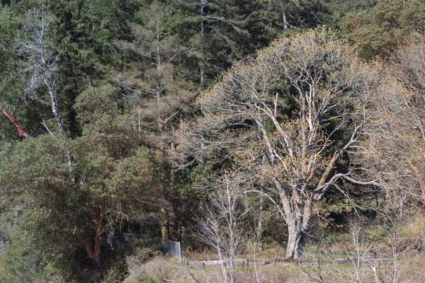 公園の真ん中にある大きな古い木は — ストック写真