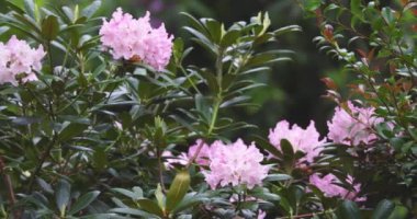 Bahçede yetişen canlı pembe rhododendron çiçekleri