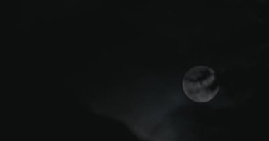 Siluetli çam ağaçlarının arkasındaki dolunay.