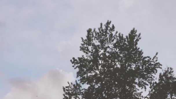 Grote vogels in de wolken boven een boom — Stockvideo