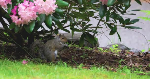 Mała szara wiewiórka siedząca pod krzakiem rododendronu — Wideo stockowe