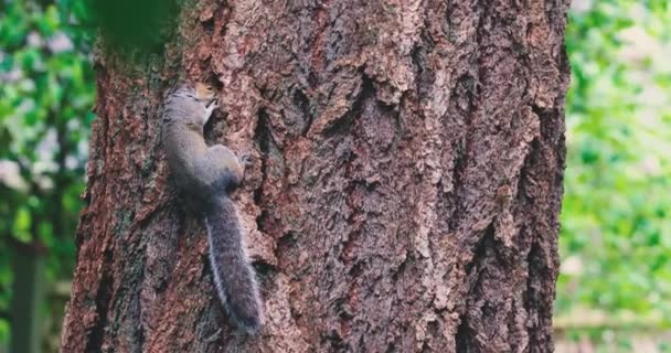 Ardilla gris adulta cavando a través de la corteza de un árbol — Vídeo de stock