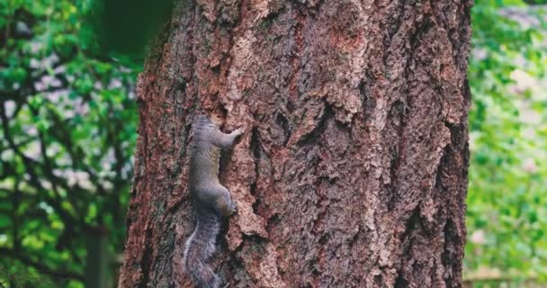 Volwassen grijze eekhoorn graven door de schors van een boom — Stockvideo