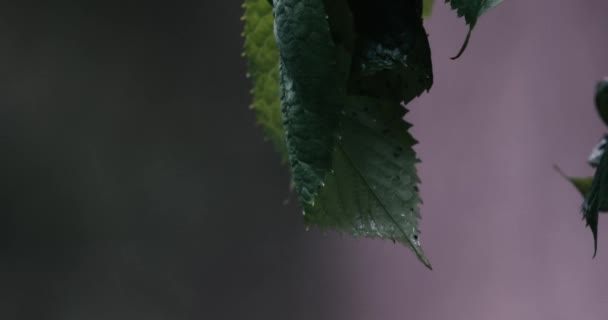 Listy třešňovníku, které jedí mšice — Stock video
