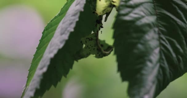 진딧물 집단이 먹고 있는 벚나무 잎 — 비디오