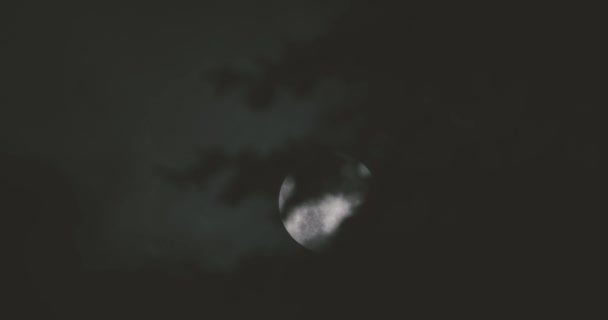 Luna plină din spatele pinilor siluetați — Videoclip de stoc