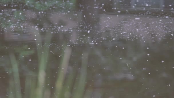 แมลงวันตัวเล็กและยุงบินไปรอบ ๆ เหนือทะเลสาบ — วีดีโอสต็อก