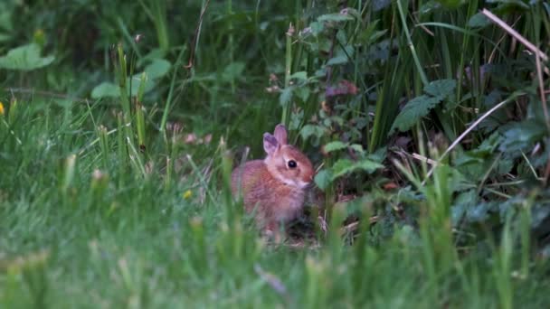 어린 야생 갈색 토끼가 앉아서 풀을 먹고 있습니다. — 비디오