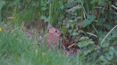 Küçük, vahşi, kahverengi tavşancık oturmuş ot yiyor.