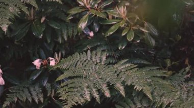 Yeşil eğrelti otları ve rhododendron çalıları yağmurda