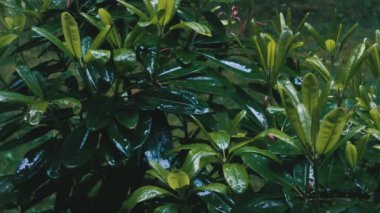 Yeşil eğrelti otları ve rhododendron çalıları yağmurda