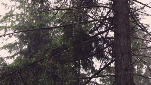 Високі соснові дерева дощити в похмурий день — стокове відео