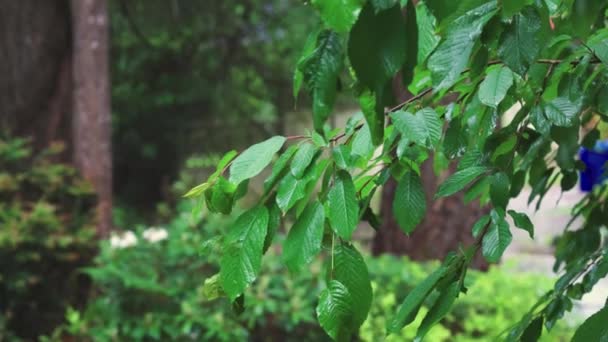 Листя вишневого дерева в легкому дрібниці дощу — стокове відео