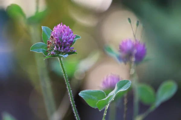 Trevo roxo detalhado com bokeh e flores borradas no fundo — Fotografia de Stock