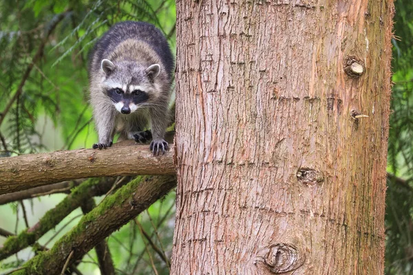 Curioso joven mapache de pie sobre una rama de abeto bajo — Foto de Stock