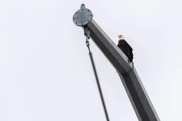 Águila calva sentada sola en el poste del teléfono — Foto de Stock