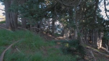 bir parkta yetişen kozalaklı ağaçların kalın yeşil dalları