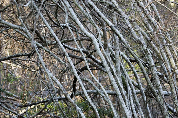 Ramos emaranhados de arbustos em clareira florestal — Fotografia de Stock