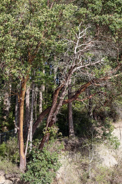 Vysoký kroucení stromy lezení strmý svah a spletení dohromady — Stock fotografie