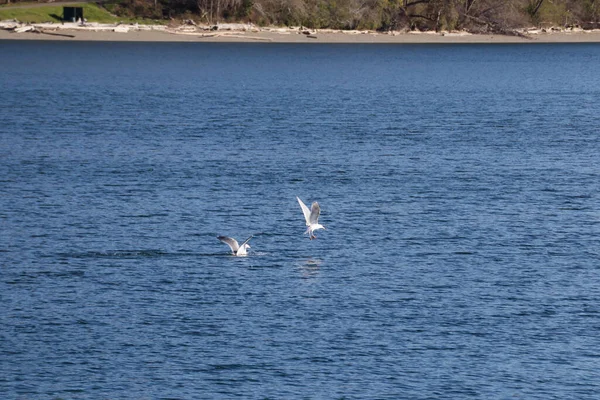 Uma gaivota voando para longe da outra depois de uma luta — Fotografia de Stock