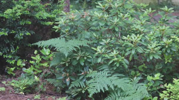 Rhododendron bush being rained on in the fall — Stock Video