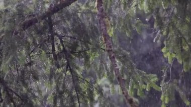 Kozalaklı ağaç dalları İlkbaharda yağmurda