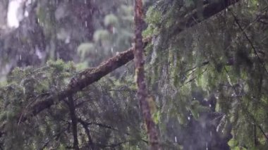 Kozalaklı ağaç dalları İlkbaharda yağmurda