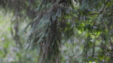 Kozalaklı ağaç dalları İlkbaharda yağmurda