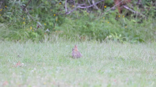 Pequeño salvaje conejo marrón pastoreo — Vídeos de Stock