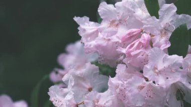 açık pembe rhododendron çiçekleri yağmurda